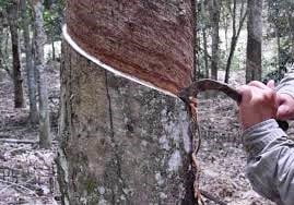Rubber tapping